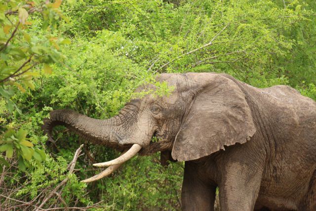 Elefant im Nyerere-Nationalpark